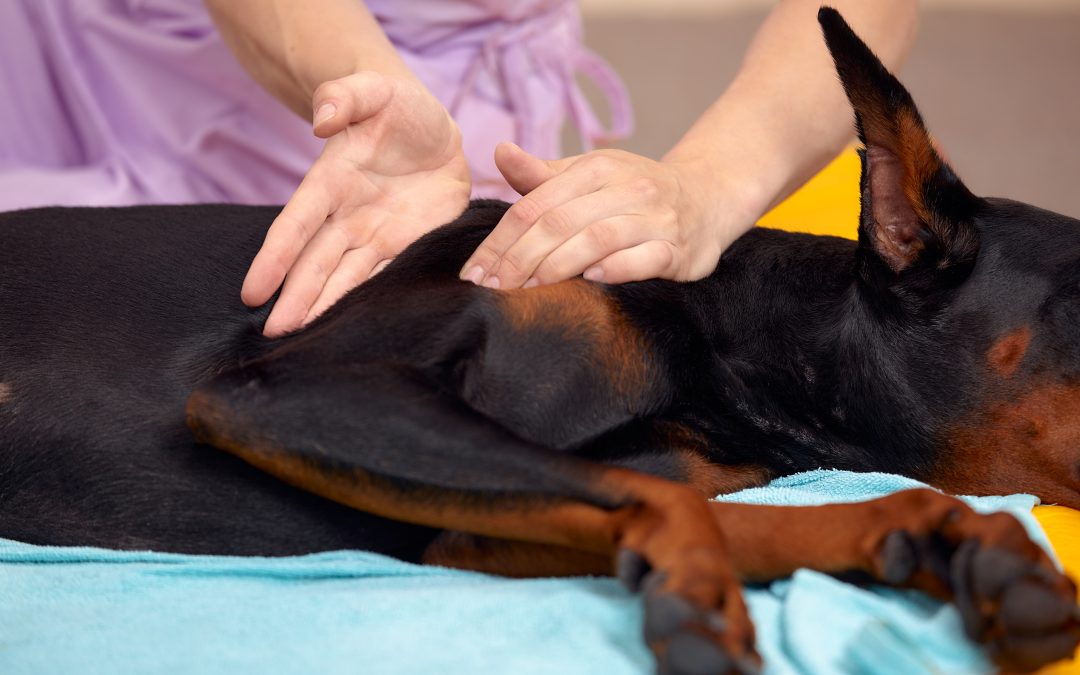 The Healing Touch: Exploring Animal Massage for HEALTH AND SKINCARE / SOMATOLOGY / BEAUTY AND NAILS / HAIR AND BEAUTY / COSMETOLOGY / MASSAGE TECHNOLOGY