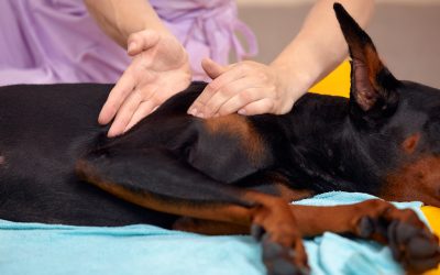 The Healing Touch: Exploring Animal Massage for HEALTH AND SKINCARE / SOMATOLOGY / BEAUTY AND NAILS / HAIR AND BEAUTY / COSMETOLOGY / MASSAGE TECHNOLOGY